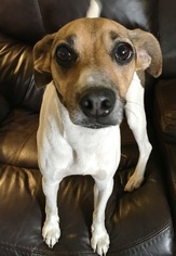 Rat Terrier Dogs for adoption in O Fallon, MO, USA