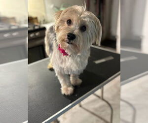 Mutt Dogs for adoption in Fenton, MO, USA