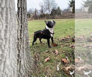 Boston Terrier Dogs for adoption in Lansing, MI, USA