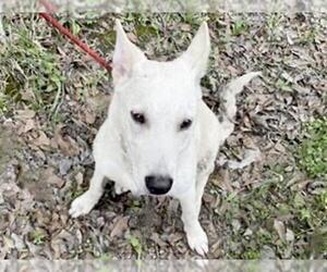 Australian Shepherd-Unknown Mix Dogs for adoption in Houston, TX, USA