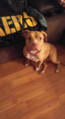 Bullboxer Pit Dogs for adoption in Kohler, WI, USA