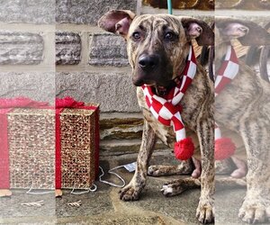 Presa Canario Dogs for adoption in Rockville, MD, USA