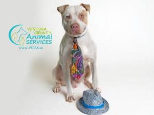 American Bulldog Dogs for adoption in Beverly Hills, CA, USA