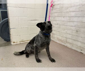 Mutt Dogs for adoption in San Bernardino, CA, USA