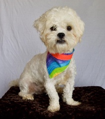 Poodle (Miniature) Dogs for adoption in Carrollton, TX, USA