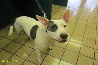Bull Terrier Dogs for adoption in West Palm Beach, FL, USA