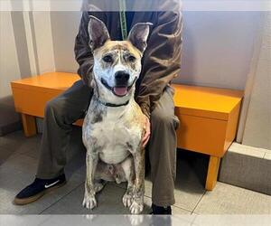 Catahoula Leopard Dog-Unknown Mix Dogs for adoption in Rancho Cucamonga, CA, USA