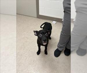 American Pit Bull Terrier Dogs for adoption in Saginaw, MI, USA