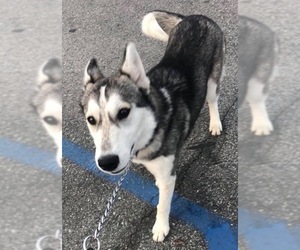 Alusky Dogs for adoption in Alta Loma, CA, USA