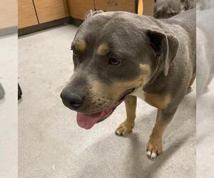 American Pit Bull Terrier Dogs for adoption in Modesto, CA, USA