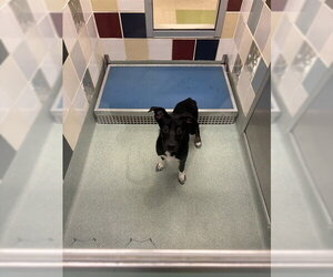 Lab-Pointer Dogs for adoption in Plano, TX, USA