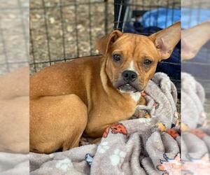 Faux Frenchbo Bulldog Dogs for adoption in Pipe Creek, TX, USA