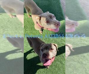 Bulldog-Unknown Mix Dogs for adoption in HESPERIA, CA, USA