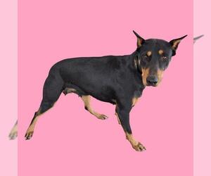 Beauceron-Rottweiler Mix Dogs for adoption in Bakersfield, CA, USA