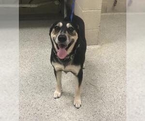 Australian Kelpie-Unknown Mix Dogs for adoption in Conroe, TX, USA