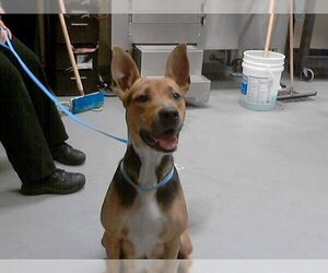 American Pit Bull Terrier-German Shepherd Dog Mix Dogs for adoption in Fayetteville, NC, USA