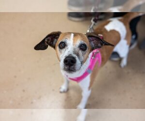 Jack-A-Bee Dogs for adoption in Mundelein, IL, USA