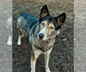 - Mix Dogs for adoption in Redmond, WA, USA