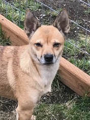 Chiranian Dogs for adoption in Rathdrum, ID, USA