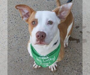Basset Hound-Unknown Mix Dogs for adoption in Washington, DC, USA