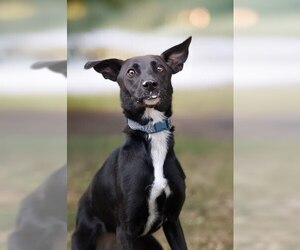 Border Collie-Unknown Mix Dogs for adoption in Belleville, IL, USA
