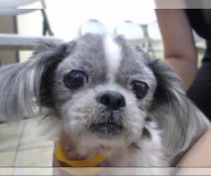 Medium Photo #1 Shih Tzu Puppy For Sale in Houston, TX, USA