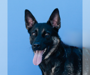 German Shepherd Dog Dogs for adoption in Pasadena, CA, USA