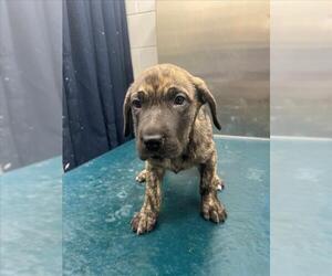 Labrador Retriever-Unknown Mix Dogs for adoption in Mobile, AL, USA