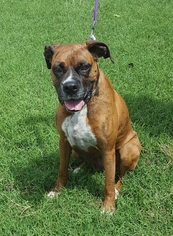 Boxer Dogs for adoption in Hollywood, MD, USA
