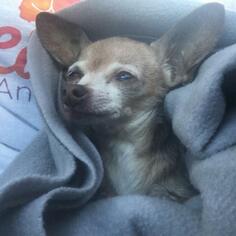 Medium Photo #1 Chihuahua Puppy For Sale in Long Beach, CA, USA