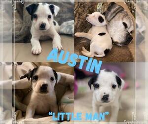 Mutt Dogs for adoption in Des Moines, IA, USA