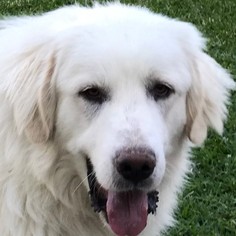 Medium Photo #9 Great Pyrenees Puppy For Sale in Spring, TX, USA