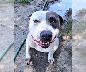 American Pit Bull Terrier-Unknown Mix Dogs for adoption in San Jacinto, CA, USA