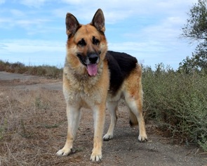 Small German Shepherd Dog