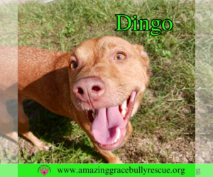 American Pit Bull Terrier-Unknown Mix Dogs for adoption in Pensacola, FL, USA