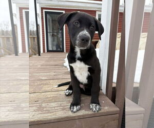 Medium Photo #7 Labrador Retriever-Unknown Mix Puppy For Sale in Rockaway, NJ, USA