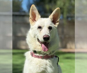 German Shepherd Dog Dogs for adoption in San Diego, CA, USA