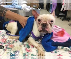 French Bulldog Dogs for adoption in Riverside, CA, USA