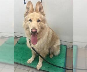 German Shepherd Dog Dogs for adoption in Santa Barbara, CA, USA