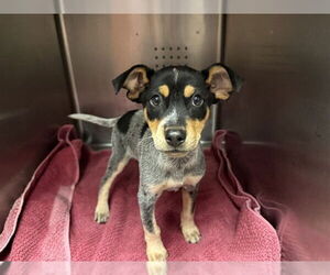 Mutt Dogs for adoption in Rancho Cucamonga, CA, USA