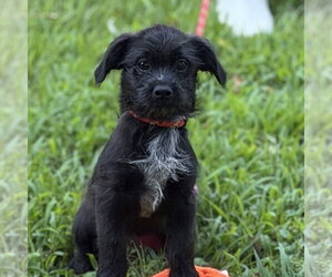 Labrador Retriever Dogs for adoption in Yardley, PA, USA
