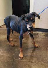 Boxweiler Dogs for adoption in Rockwall, TX, USA