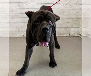 Mutt Dogs for adoption in San Bernardino, CA, USA