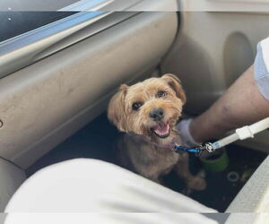 Mutt Dogs for adoption in Crystal, MN, USA