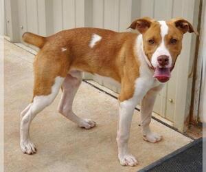 Mutt Dogs for adoption in Clinton, OK, USA