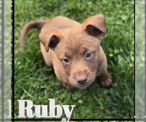 Huskies -Rottweiler Mix Dogs for adoption in Clarkston, MI, USA