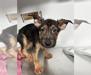 German Shepherd Dog-Unknown Mix Dogs for adoption in Bakersfield, CA, USA