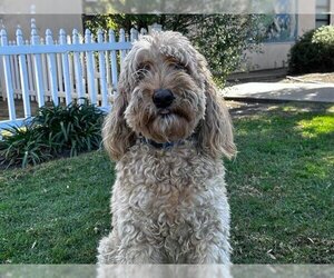 Goldendoodle Dogs for adoption in San Clemente, CA, USA