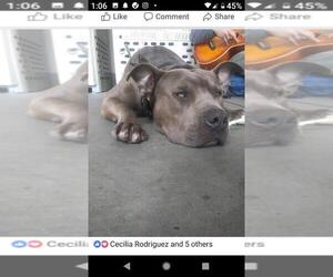 American Pit Bull Terrier Dogs for adoption in Livermore, CA, USA