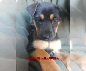 German Shepherd Dog-Rhodesian Ridgeback Mix Dogs for adoption in Aurora, IN, USA